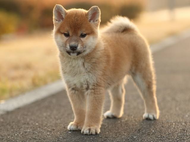 AI5I1948-puppy AI5I1948-puppy