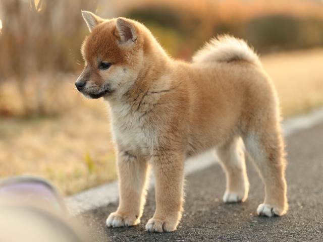 AI5I1965-puppy AI5I1965-puppy