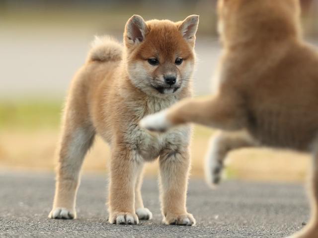 AI5I2105-puppy AI5I2105-puppy