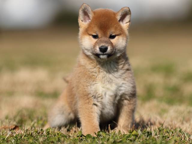 AI5I2320-puppy AI5I2320-puppy