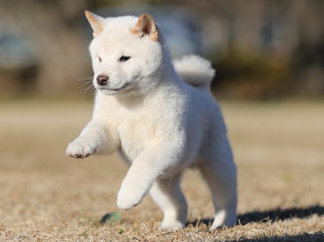 AI5I2951-puppy AI5I2951-puppy