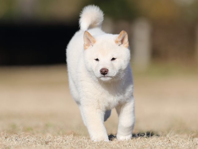 AI5I2966-puppy AI5I2966-puppy