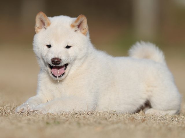 AI5I2976-puppy AI5I2976-puppy