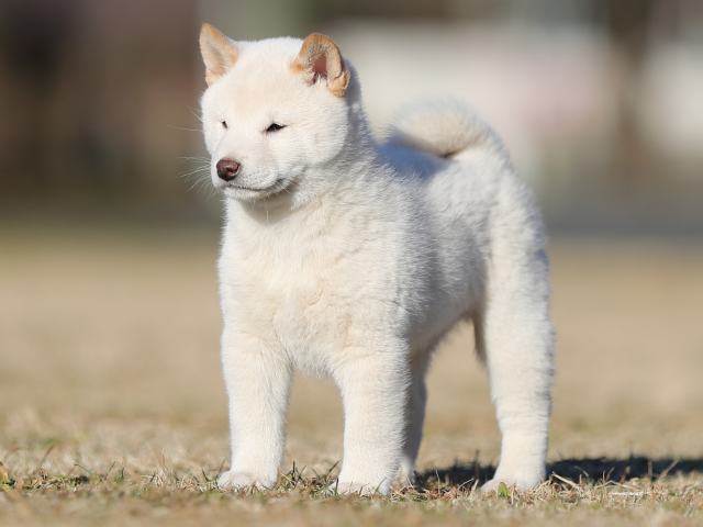 AI5I3056-puppy AI5I3056-puppy