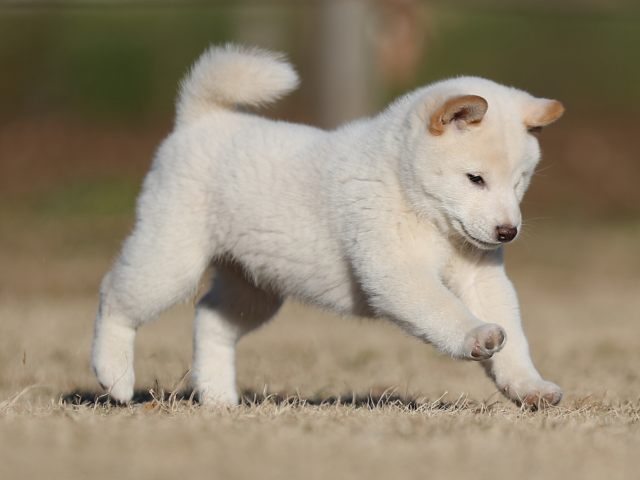 AI5I3071-puppy AI5I3071-puppy