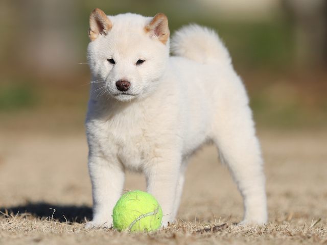 AI5I3092-puppy AI5I3092-puppy