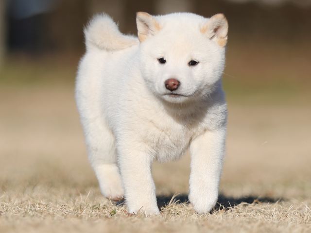 AI5I3182-puppy AI5I3182-puppy