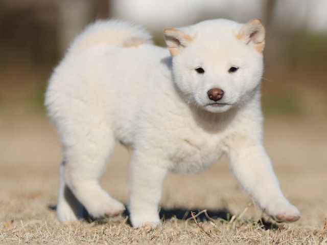 AI5I3197-puppy AI5I3197-puppy