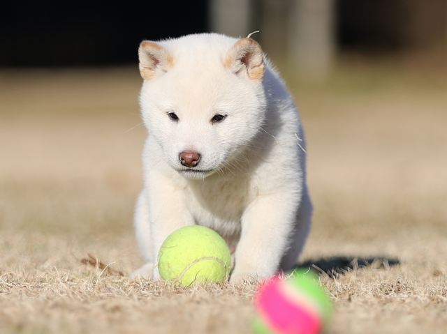 AI5I3294-puppy AI5I3294-puppy