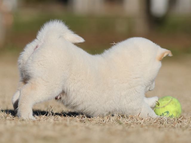 AI5I3327-puppy AI5I3327-puppy