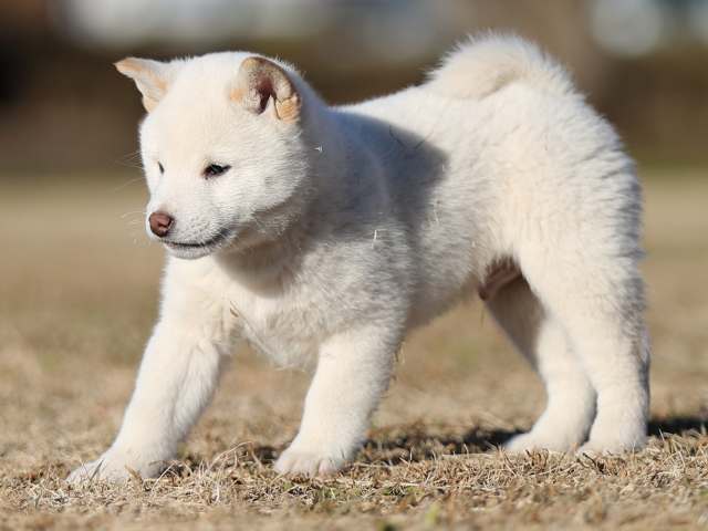 AI5I3364-puppy AI5I3364-puppy