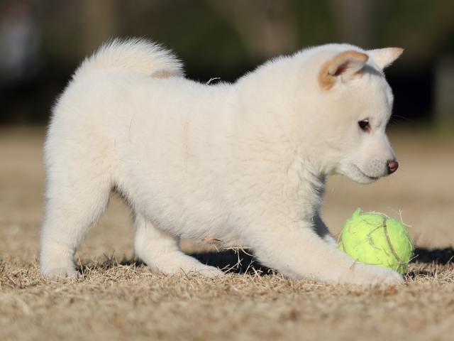 AI5I3416-puppy AI5I3416-puppy