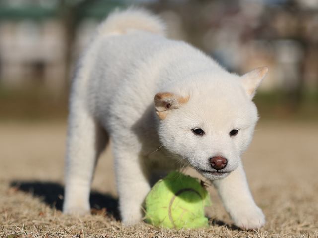 AI5I3458-puppy AI5I3458-puppy