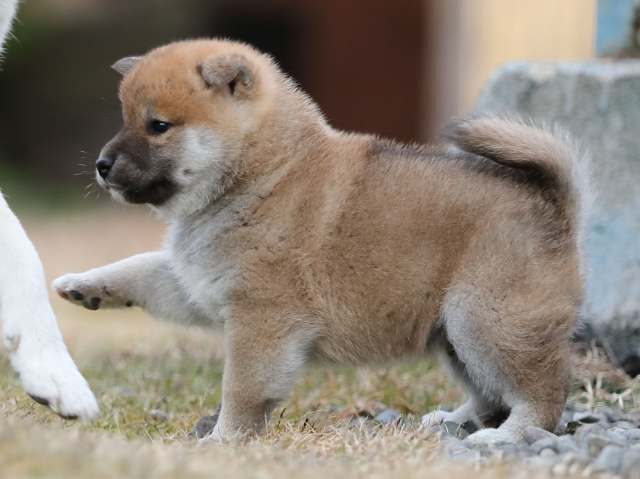AI5I4055-puppy AI5I4055-puppy