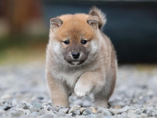 AI5I4078-puppy AI5I4078-puppy