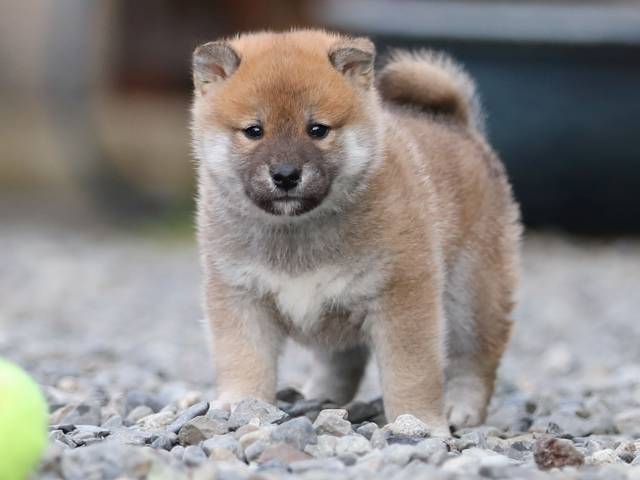 AI5I4088-puppy AI5I4088-puppy