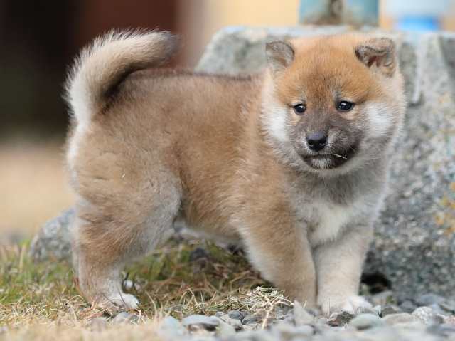AI5I4129-puppy AI5I4129-puppy