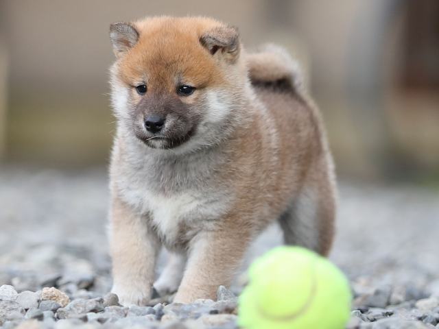 AI5I4154-puppy AI5I4154-puppy