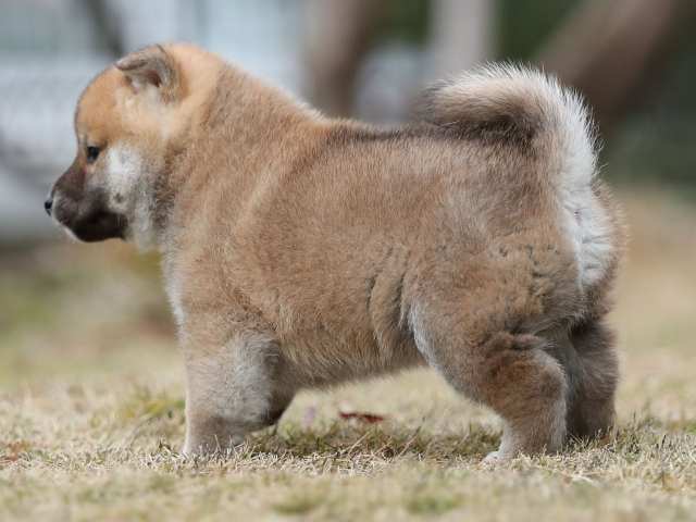 AI5I4202-puppy AI5I4202-puppy
