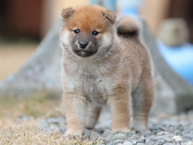 AI5I4211-puppy AI5I4211-puppy