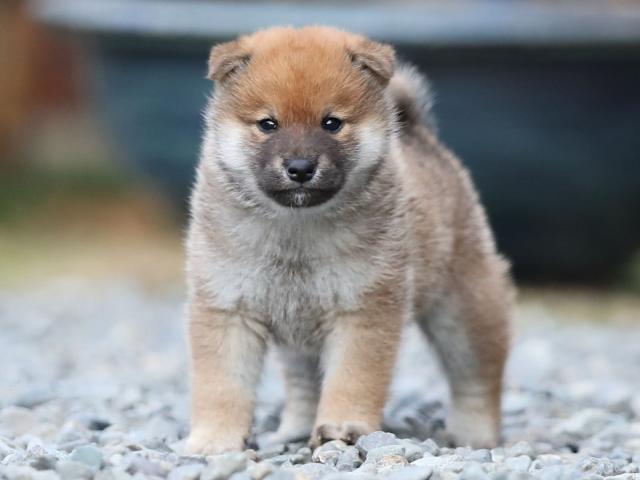 AI5I4236-puppy AI5I4236-puppy