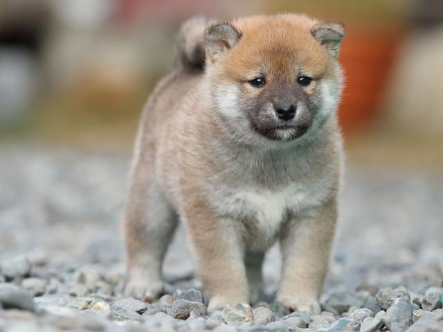 AI5I4280-puppy AI5I4280-puppy