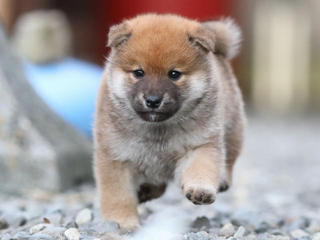 AI5I4306-puppy AI5I4306-puppy