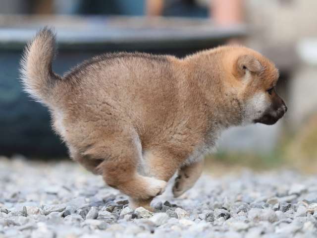 AI5I4324-puppy AI5I4324-puppy