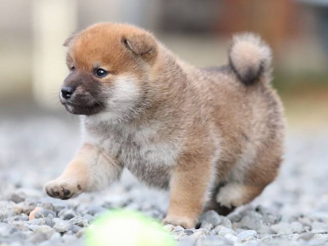 AI5I4327-puppy AI5I4327-puppy