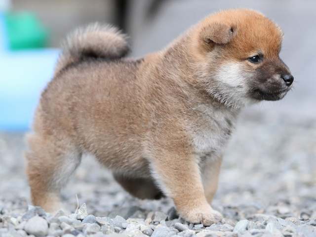 AI5I4357-puppy AI5I4357-puppy