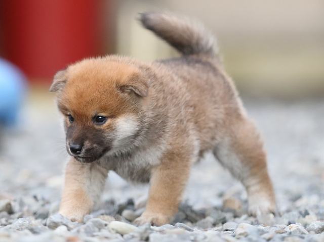 AI5I4372-puppy AI5I4372-puppy