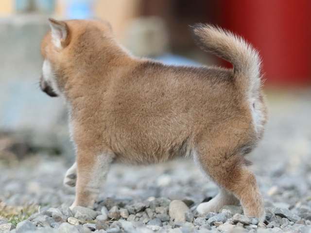 AI5I4383-puppy AI5I4383-puppy