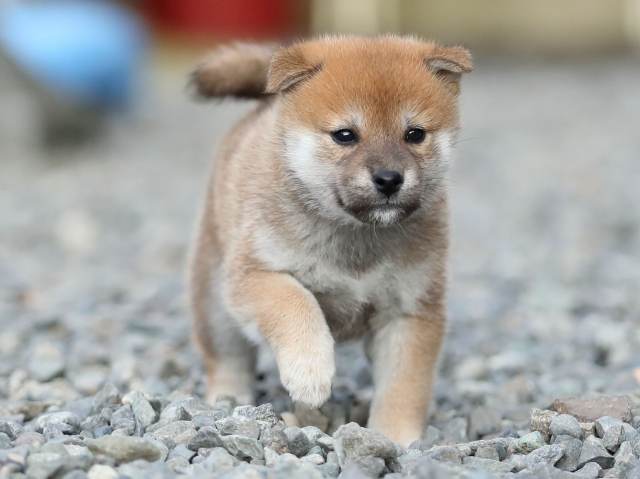 AI5I4391-puppy AI5I4391-puppy