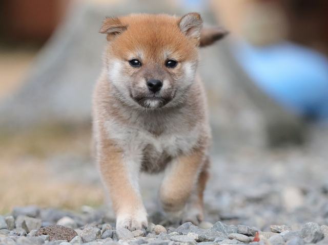 AI5I4415-puppy AI5I4415-puppy