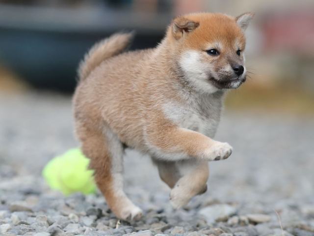 AI5I4428-puppy AI5I4428-puppy