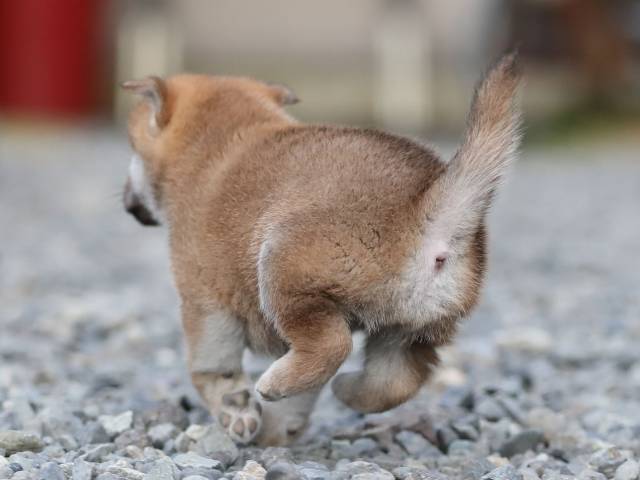 AI5I4435-puppy AI5I4435-puppy