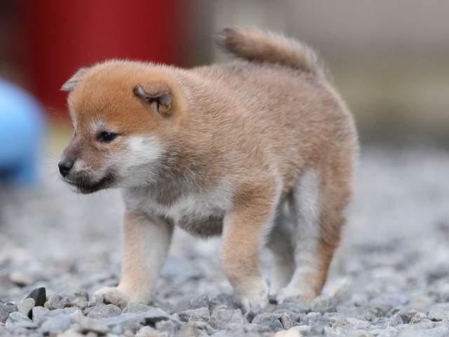 AI5I4510-puppy AI5I4510-puppy