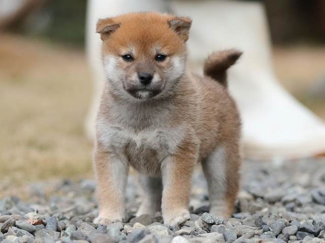 AI5I4523-puppy AI5I4523-puppy