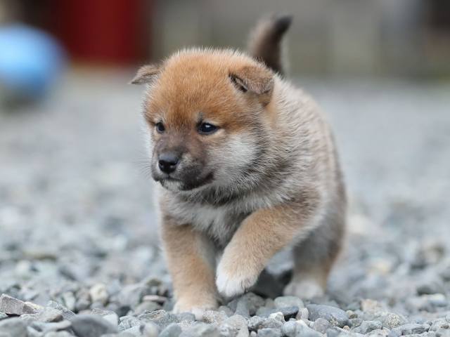 AI5I4567-puppy AI5I4567-puppy