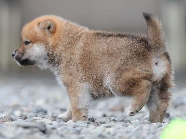 AI5I4579-puppy AI5I4579-puppy