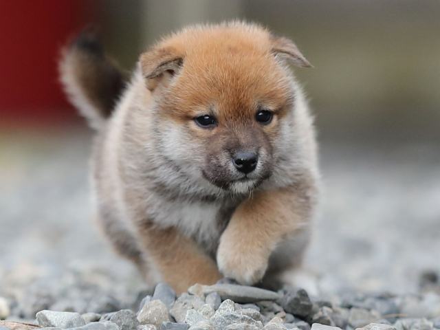 AI5I4584-puppy AI5I4584-puppy
