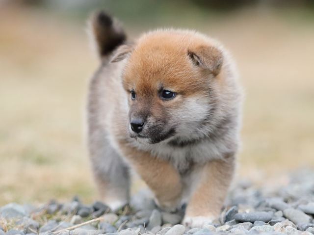 AI5I4615-puppy AI5I4615-puppy