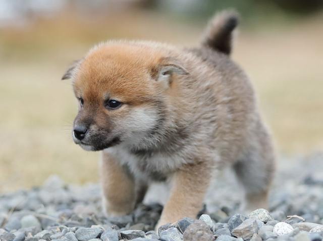 AI5I4624-puppy AI5I4624-puppy