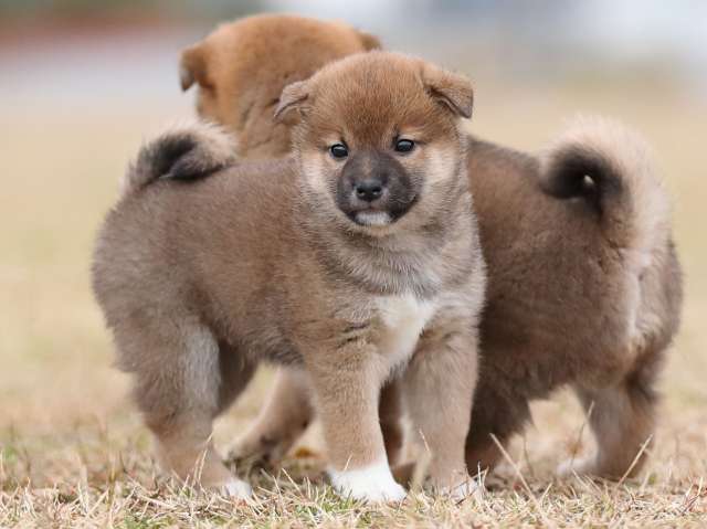 AI5I4672-puppy AI5I4672-puppy