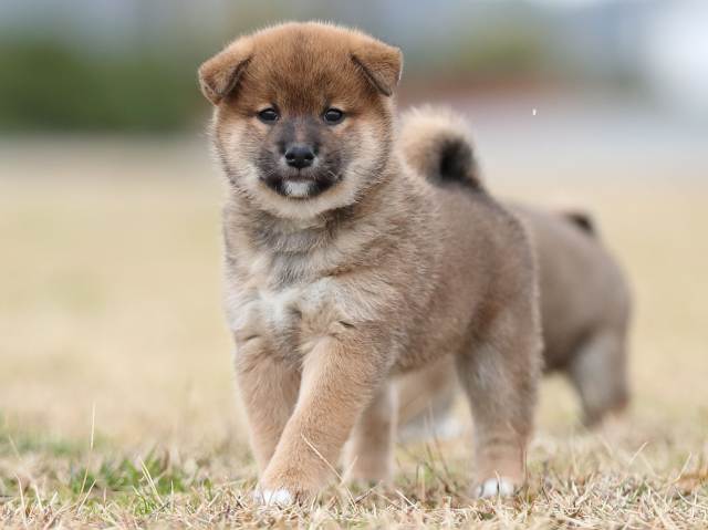 AI5I4716-puppy AI5I4716-puppy