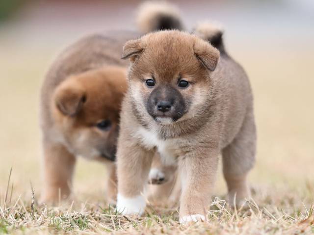 AI5I4734-puppy AI5I4734-puppy