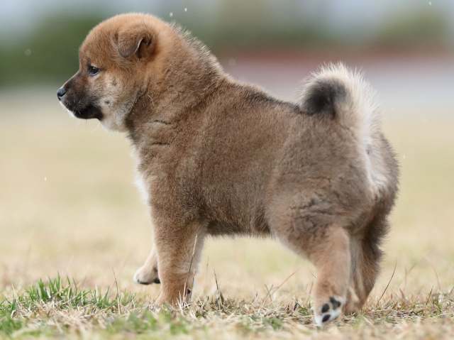 AI5I4783-puppy AI5I4783-puppy
