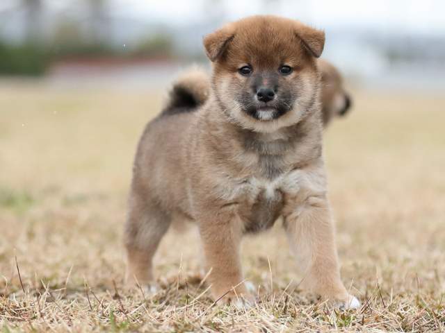 AI5I4827-puppy AI5I4827-puppy