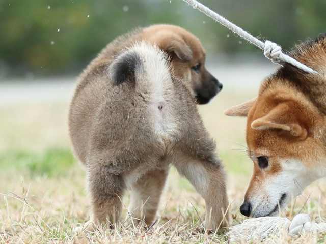 AI5I4876-puppy AI5I4876-puppy