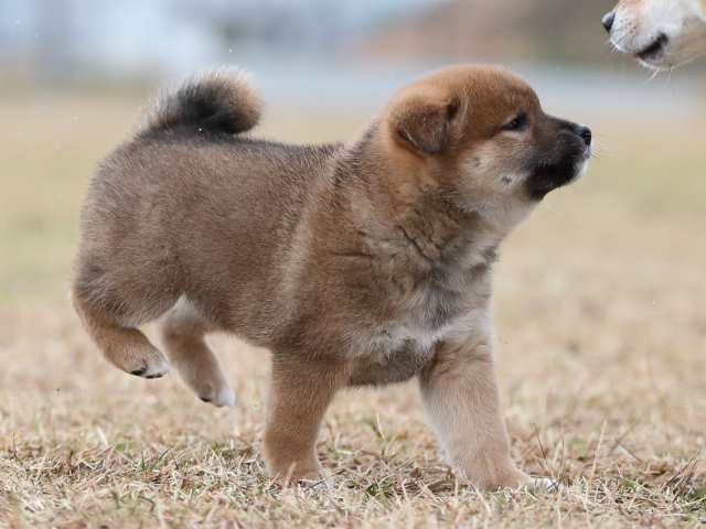 AI5I4895-puppy AI5I4895-puppy